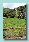 Raro Taro Patch_01